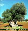 zeytin27 nickli yeye ait kullanc resmi (Avatar)